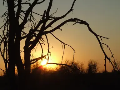 Bush sunset silhouette